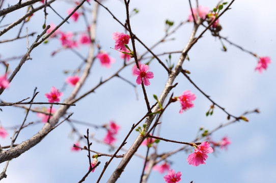 樱花树