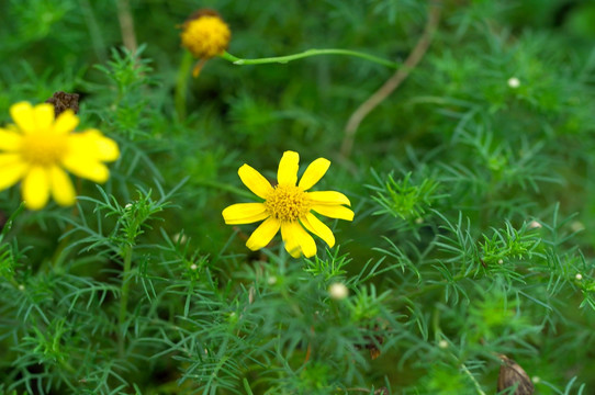 鲜花