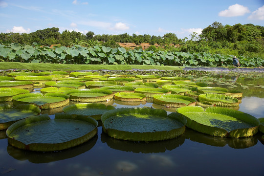 莲花