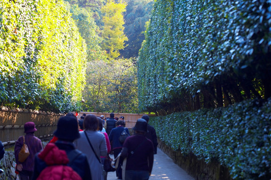 日本银阁寺