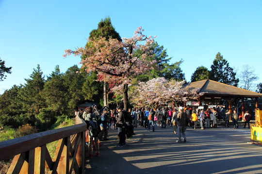 阿里山观景台