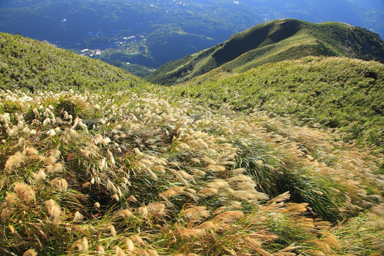 大屯山芒草