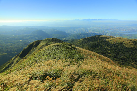 大屯山芒草