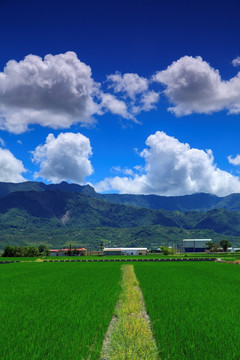 台东池上乡稻田