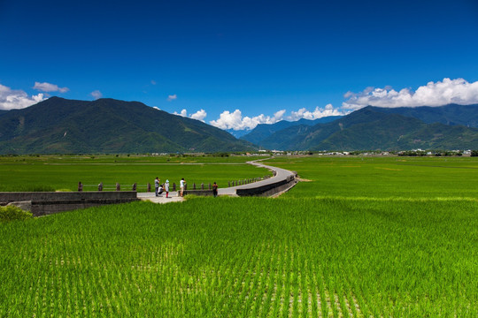 台东池上乡稻田