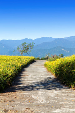 美丽景色