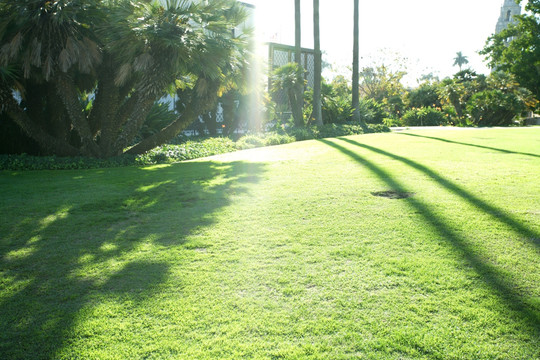 阳光下的草坪