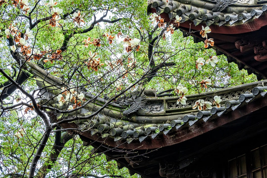 古典建筑屋檐 屋檐 飞檐 灰瓦