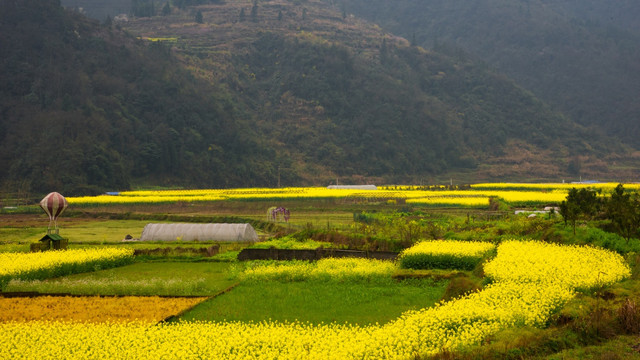 油菜花开