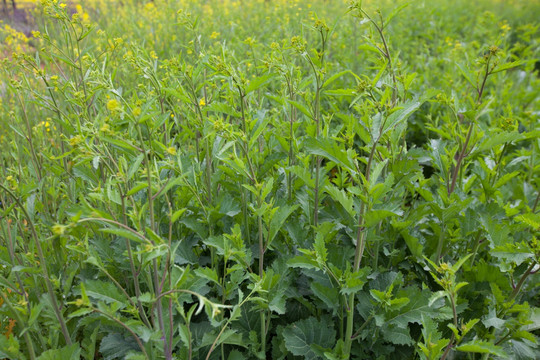 野菜 芥末菜