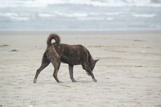 海滩 流浪狗