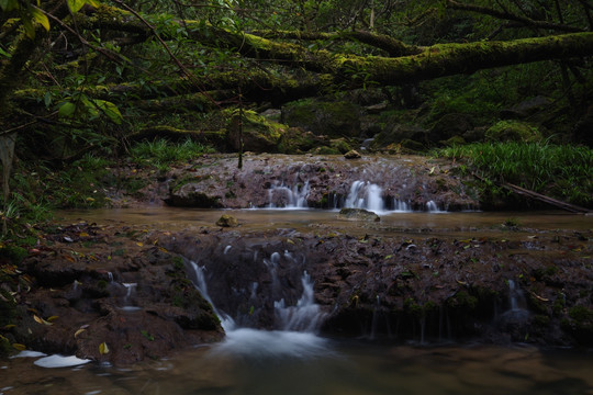 原始森林 小溪流水