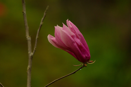 玉兰花