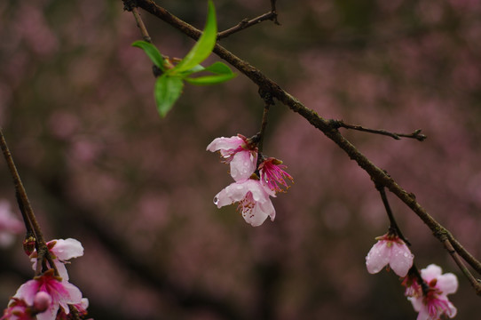 桃花特写