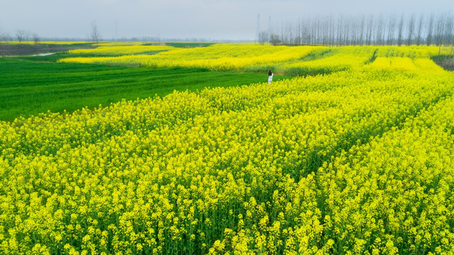 油菜花开