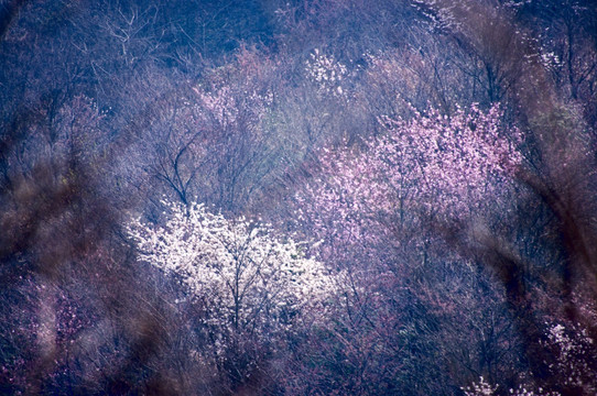 野樱花