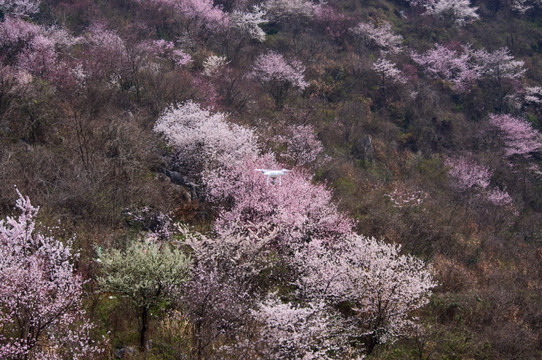 无人机与樱花