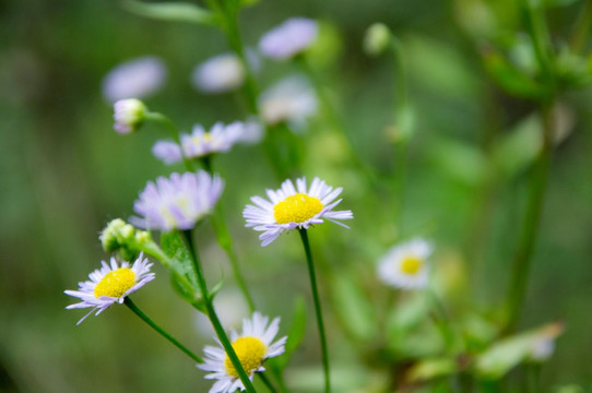 小雏菊