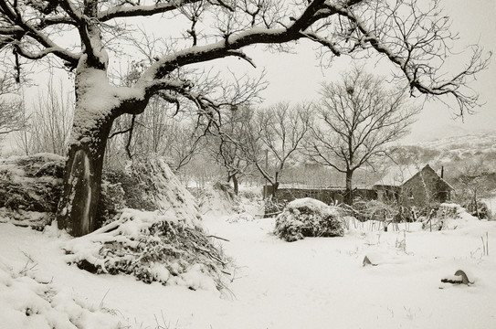 老树 大雪