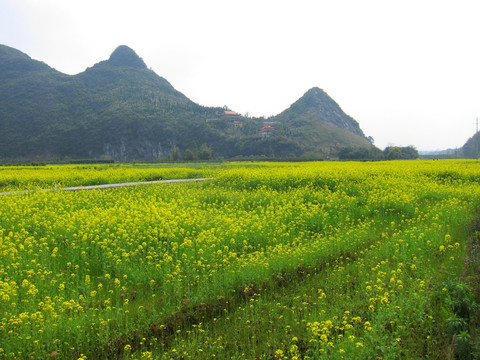 灵川油菜花