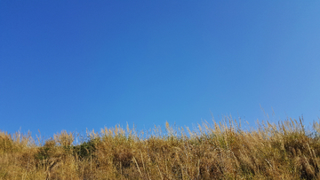 蓝天 绿叶 树枝 树木 好天气