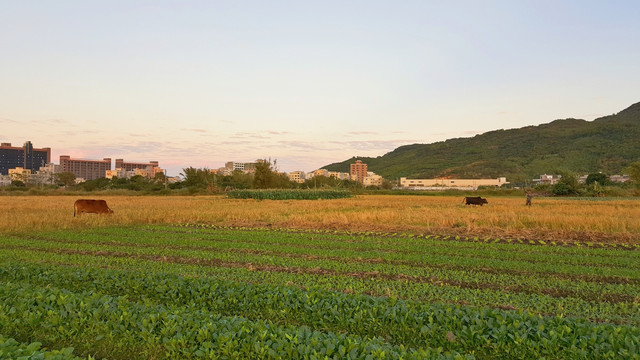 田园 风光 景色 插图