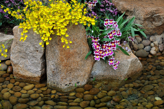 兰花水景