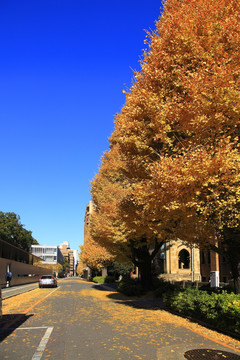 日本东京大学校园