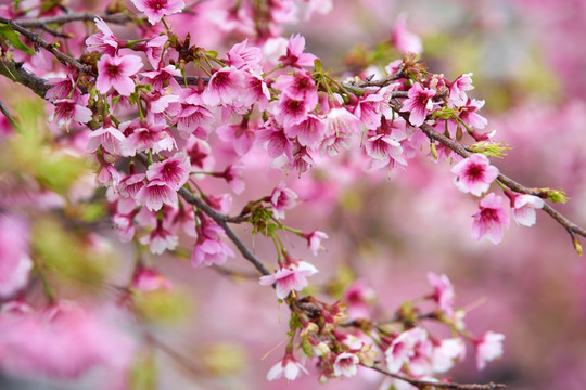 樱花树