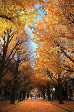 日本东京大学银杏大道