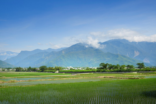 台东池上乡稻田