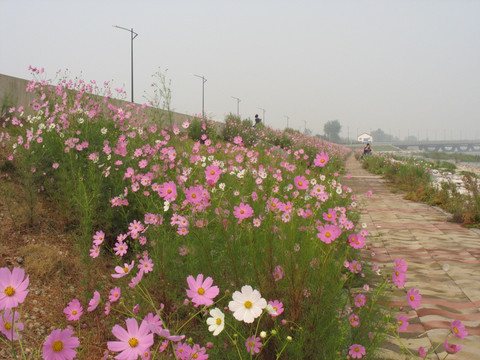 格桑花