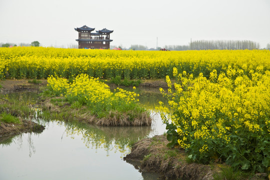 兴化油菜花