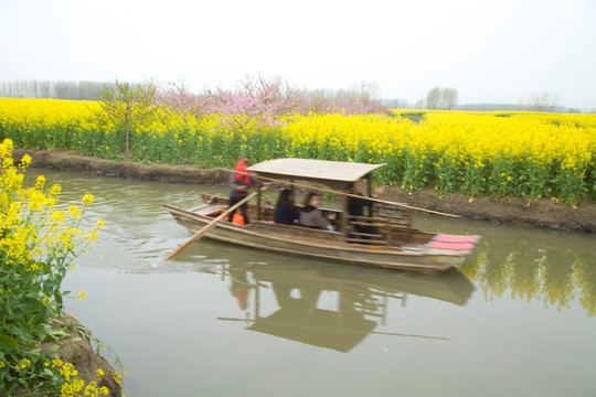 兴化油菜花