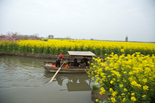 兴化油菜花