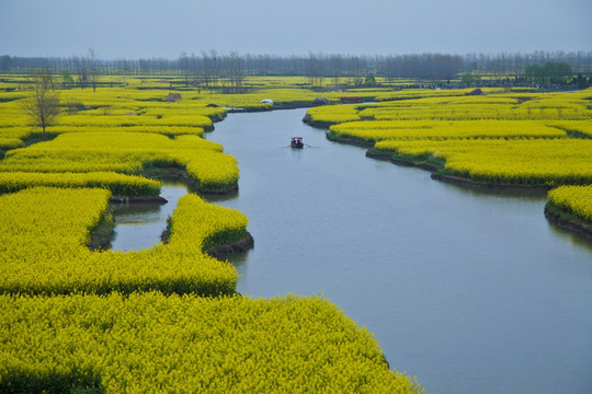 兴化油菜花