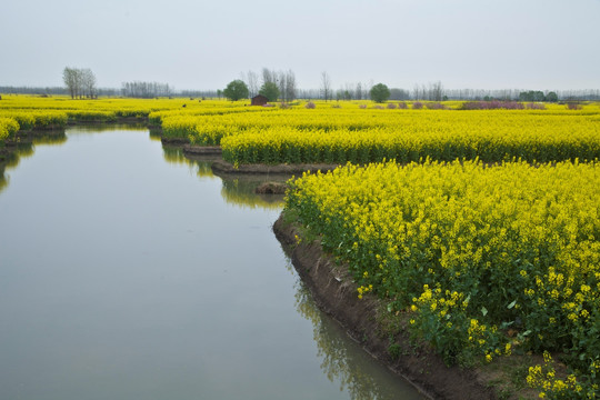 兴化油菜花