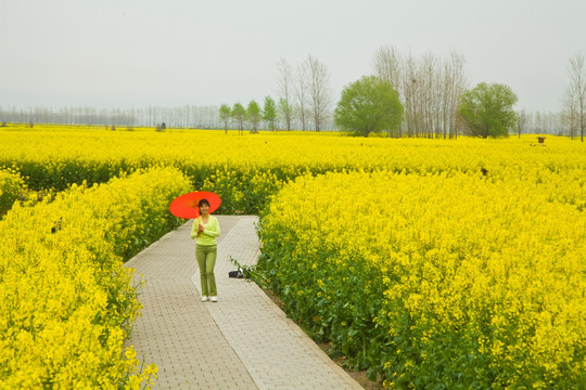 兴化油菜花