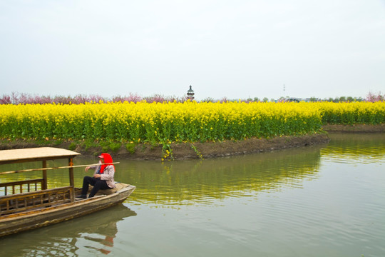 兴化油菜花