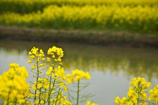 兴化油菜花