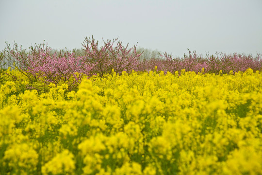 兴化油菜花