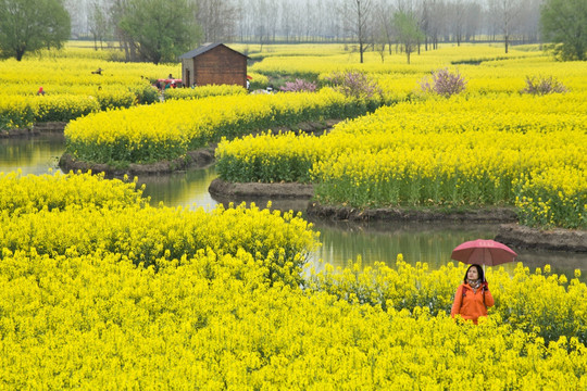 兴化油菜花