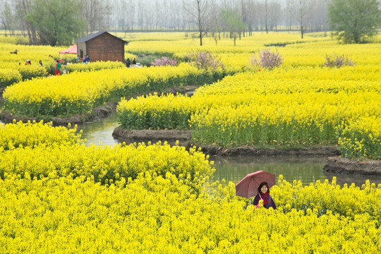 兴化油菜花