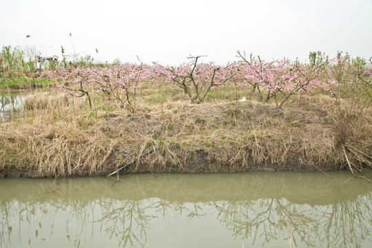 兴化 油菜花