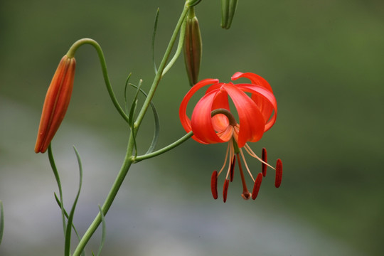 野百合