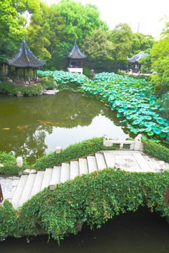 石桥 植物墙 园林小景