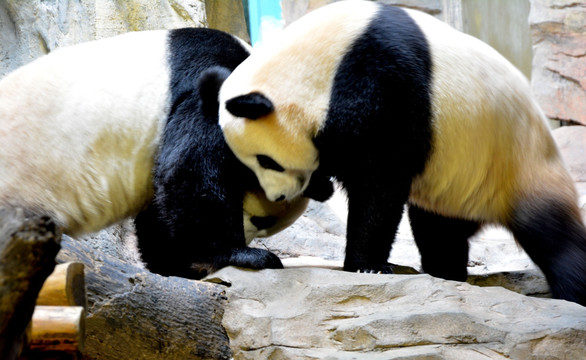 打架的熊猫