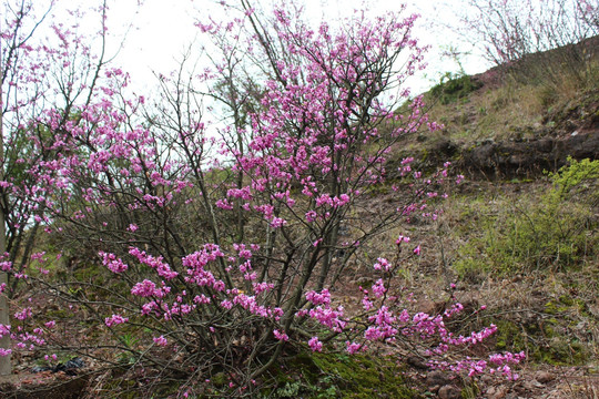 紫荆花