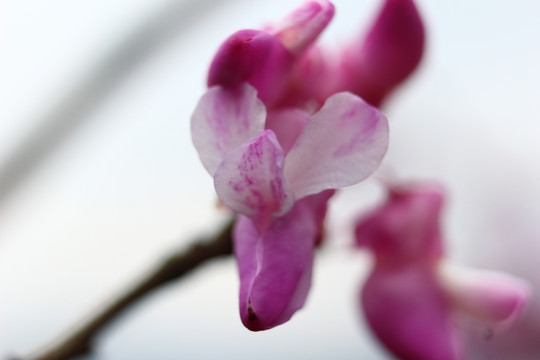 微距特写 紫荆花