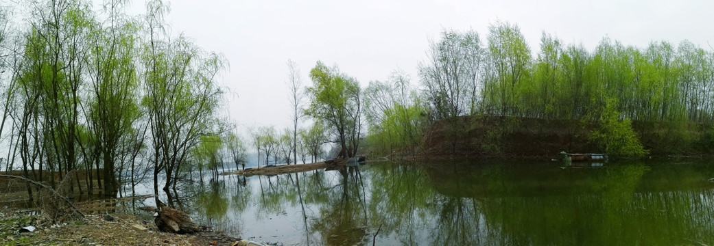 湖边垂柳 水库风景